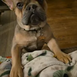 French bulldog