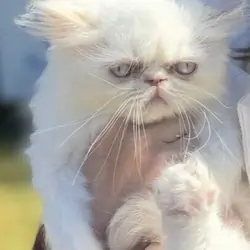 Persian kittens