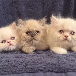 Persian kittens