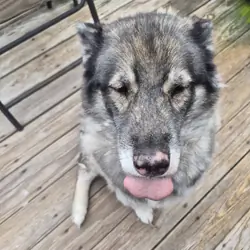 Husky female