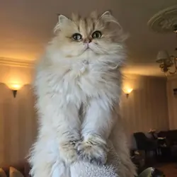 British longhair Female very loving