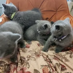 Brithish shorthair kittens girl and boy
