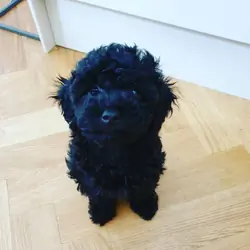 Male and female Toy Poodle Puppies