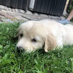 Golden Retriever Puppy