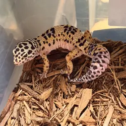 Leopard geckos
