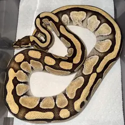 Ball pythons