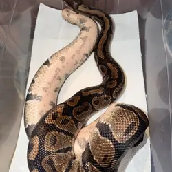 Ball pythons