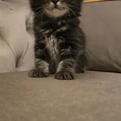 Beautiful Maine Coon Kittens For sale