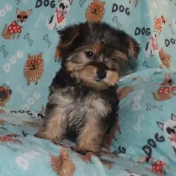 Yorkshire Terrier Puppy!