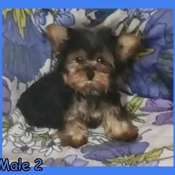 Yorkshire Terrier Puppies!