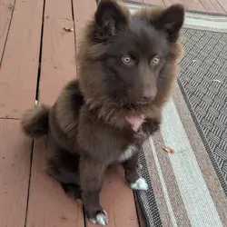 Pomsky