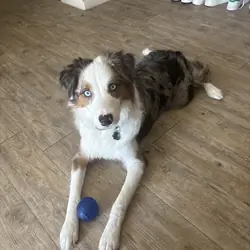 1 year old standard aussie