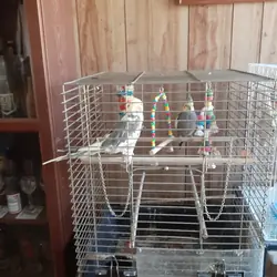 Male and female bonded cockatiels