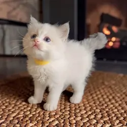 Beautiful Ragdoll Kitten