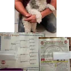 Young mini poodle female