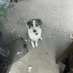 Miniature Australian shepherd