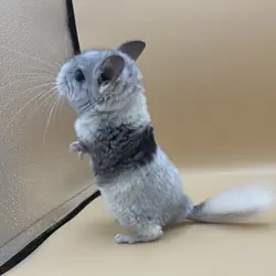 Chinchillas Available