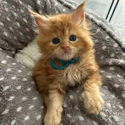 Beautiful TICA Maine Coon Kittens