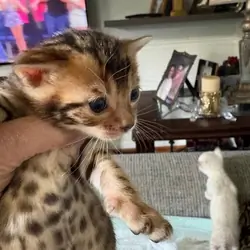 Bengal kittens available