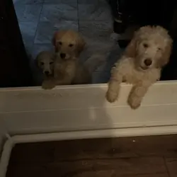 Rehoming