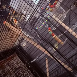 2 Male cockatiels for sale