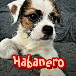 2 male Shih Tzu, chihuahua mix