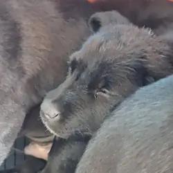 #2 Female Mix Puppy