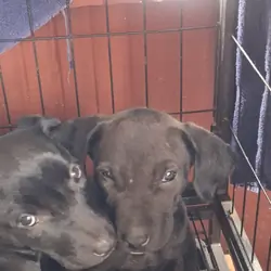 #3 Female Mix puppy