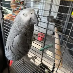 Brea the dancing African Grey Parrot
