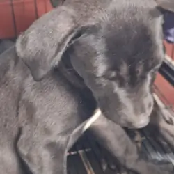 #4 Female Mix puppy