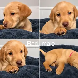 Yellow Lab/Golden Retriever Puppy