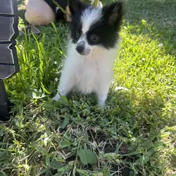 Pomeranian puppies