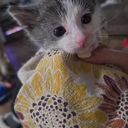 Kittnes