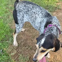English walker/bluetick