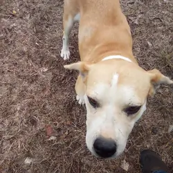 FREE PIT