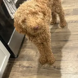 Standard Poodle Puppy