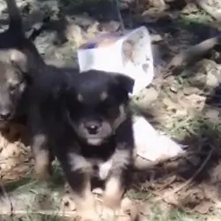 German Shepard Pups