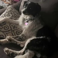 Pure Bread Australian Shephard