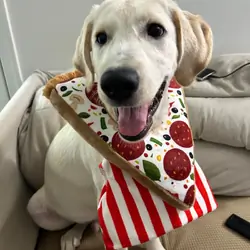 7-month-old purebred Labrador Retriever