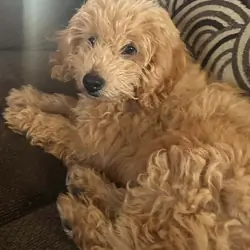 11 Week Old Miniature Goldendoodle
