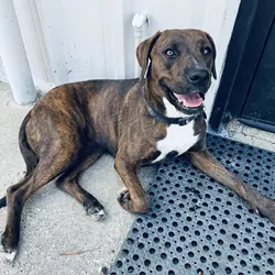 Dog
