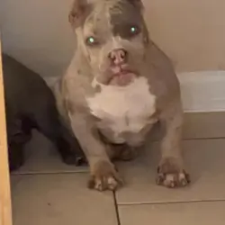 Micro bully female