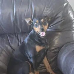 AKC German Pinscher  dog