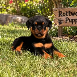 Rottweiler Puppies
