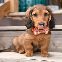 Jason – The Adorable Male Dachshund Puppy