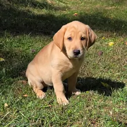 Labradors puppies