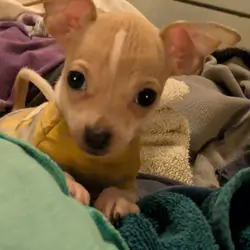 9 month old female Chihuahua