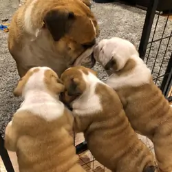 English Bulldog Puppies for Sale