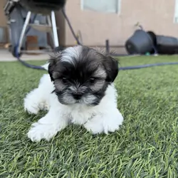 Shih Tzu puppies