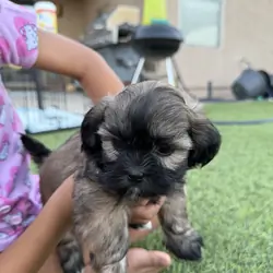 Shih Tzu puppies